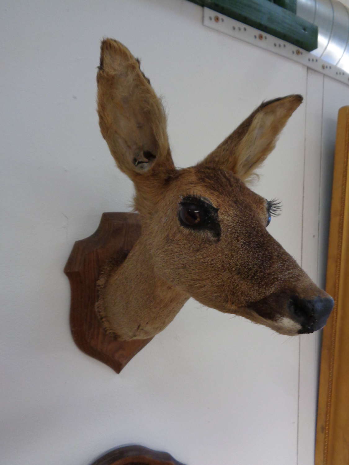 Taxidermy Deer's Head - Oak Plaque Mounted