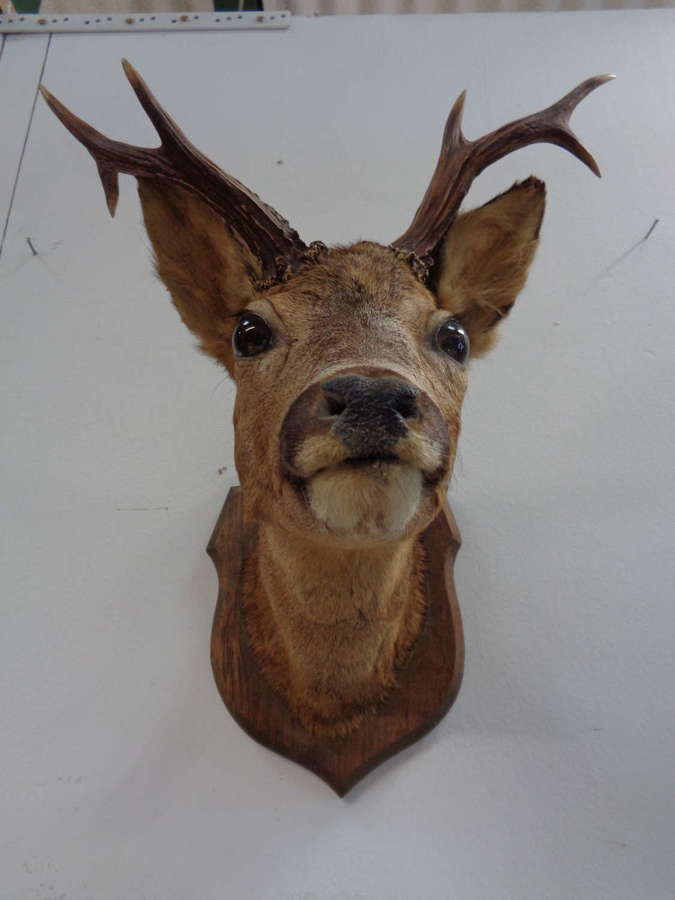 Mounted Taxidermy 6 Point Deer's Head