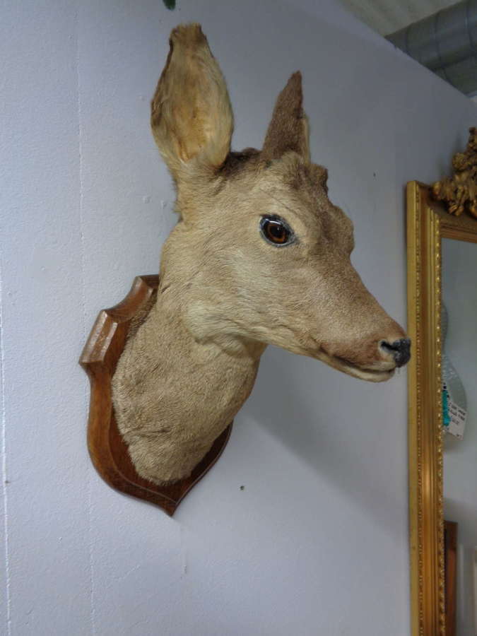 Mounted Taxidermy Deer Head