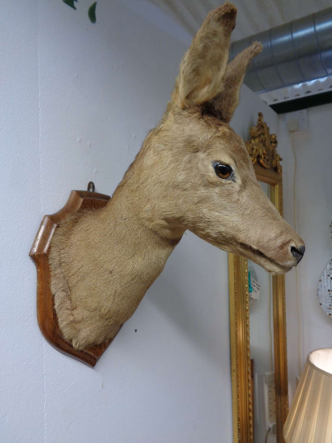 Mounted Taxidermy Deer Head.