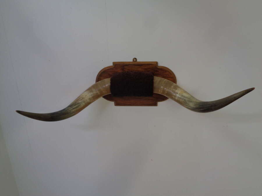 Mounted Taxidermy Cattle Horns